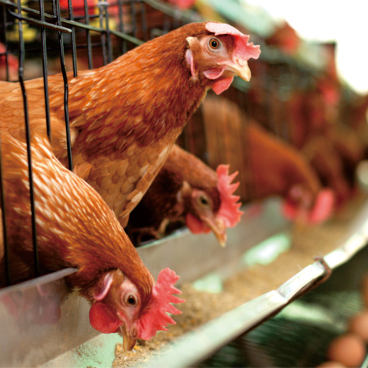 標準化養(yǎng)雞場