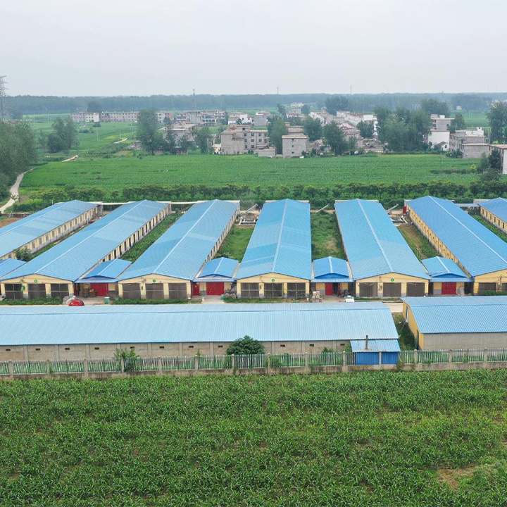 高樓標準化養(yǎng)雞場