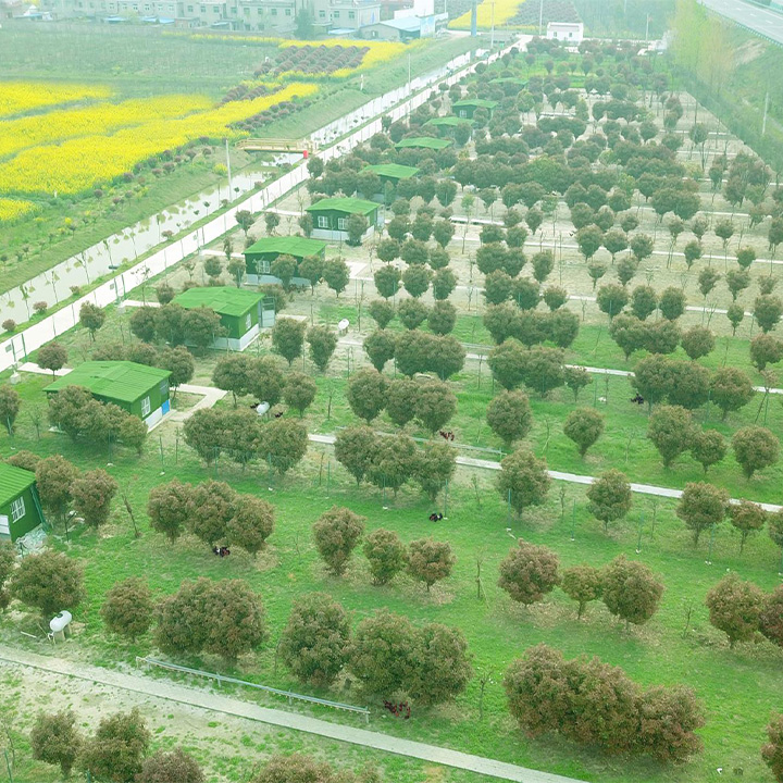 洄溜林下生態(tài)養(yǎng)雞場